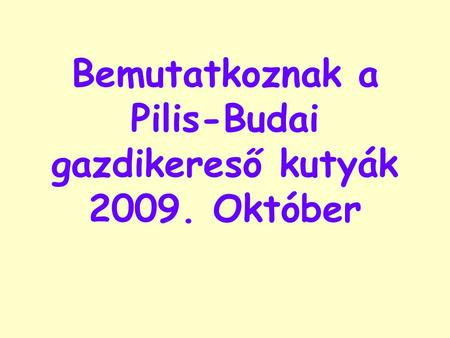 Bemutatkoznak a Pilis-Budai gazdikereső kutyák 2009. Október.