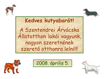 Kedves kutyabarát! A Szentendrei Árvácska Állatotthon lakói vagyunk, nagyon szeretnének szerető otthonra lelni!!! 2008. április 5.