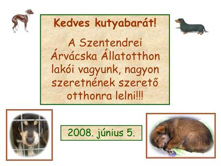 Kedves kutyabarát! A Szentendrei Árvácska Állatotthon lakói vagyunk, nagyon szeretnének szerető otthonra lelni!!! 2008. június 5.