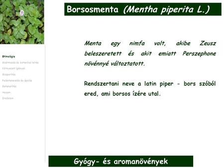 Gyógy- és aromanövények Menta egy nimfa volt, akibe Zeusz beleszeretett és akit emiatt Perszephone növénnyé változtatott. Rendszertani neve a latin piper.