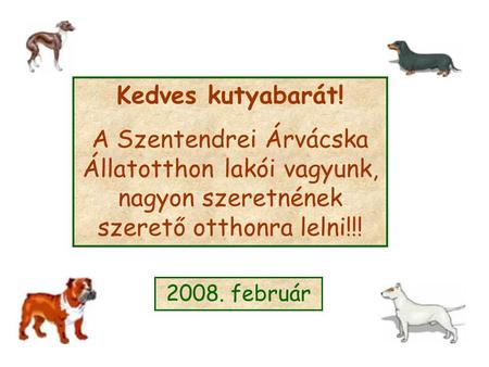 Kedves kutyabarát! A Szentendrei Árvácska Állatotthon lakói vagyunk, nagyon szeretnének szerető otthonra lelni!!! 2008. február.