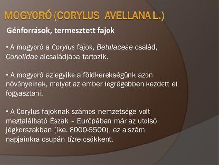MOGYORÓ (Corylus avellana L.)