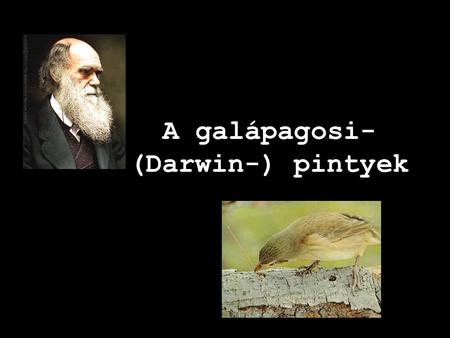 A galápagosi- (Darwin-) pintyek