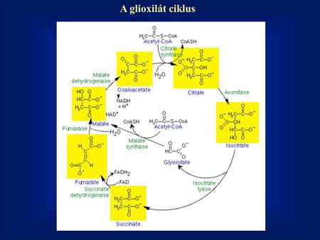 A glioxilát ciklus.