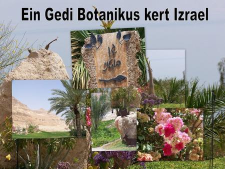 Ein Gedi Botanikus kert Izrael
