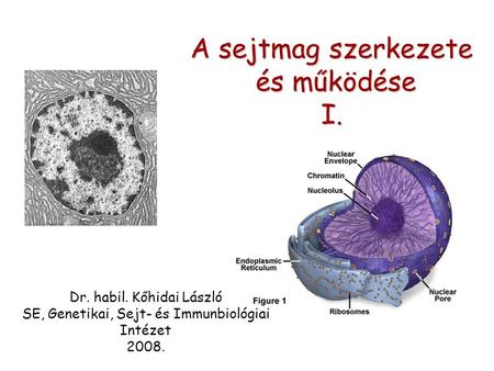 A sejtmag szerkezete és működése és működéseI. Dr. habil. Kőhidai László SE, Genetikai, Sejt- és Immunbiológiai Intézet 2008.
