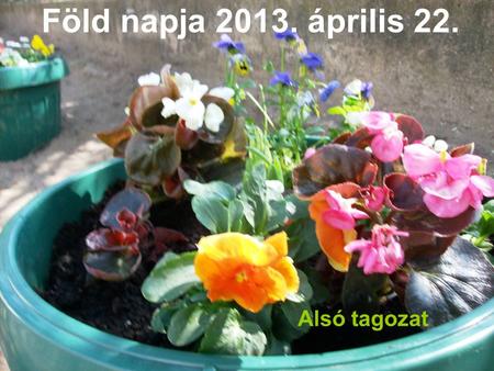 Föld napja 2013. április 22. Alsó tagozat. Virágot ültettünk a Föld napján Hagyományainkhoz híven minden évben munkával ünnepeljük a Hajós Alfréd Általános.