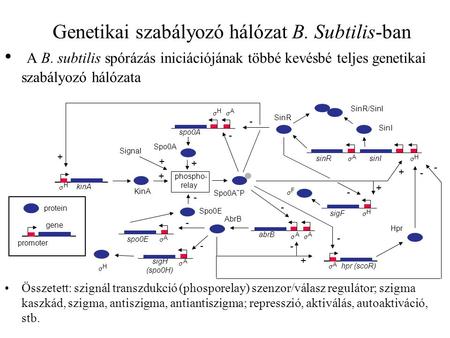Genetikai szabályozó hálózat B. Subtilis-ban