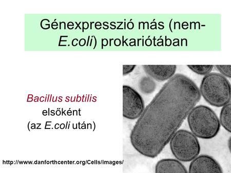 Génexpresszió más (nem-E.coli) prokariótában