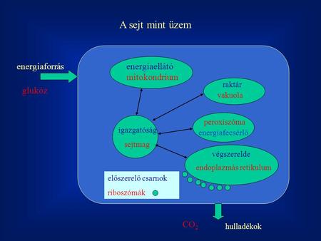 A sejt mint üzem energiaforrás energiaellátó mitokondrium glukóz CO2