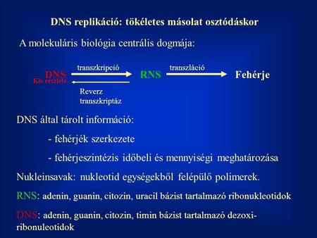 DNS replikáció: tökéletes másolat osztódáskor
