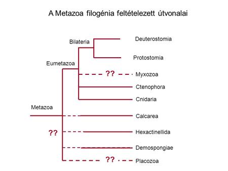 A Metazoa filogénia feltételezett útvonalai