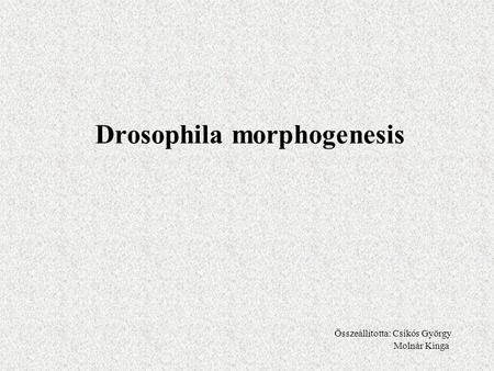 Drosophila morphogenesis