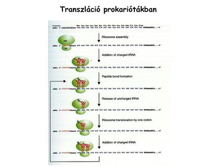 Transzláció prokariótákban