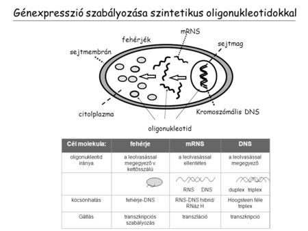Génexpresszió szabályozása szintetikus oligonukleotidokkal