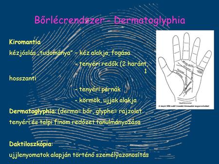 Bőrlécrendszer - Dermatoglyphia