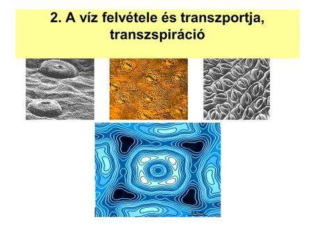 2. A víz felvétele és transzportja, transzspiráció.