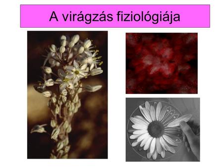 A virágzás fiziológiája