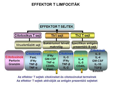 EFFEKTOR T LIMFOCITÁK Az effektor T sejtek citokineket és citotoxinokat termelnek Az effektor T sejtek aktiválják az antigén prezentáló sejteket.