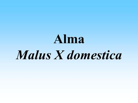 Alma Malus X domestica.