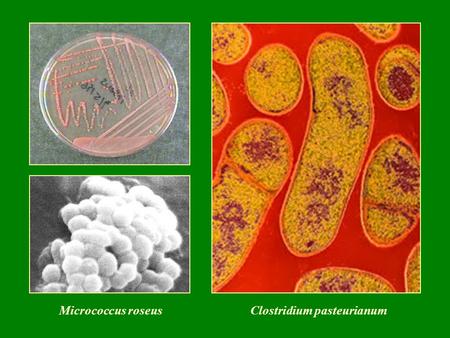 Clostridium pasteurianum