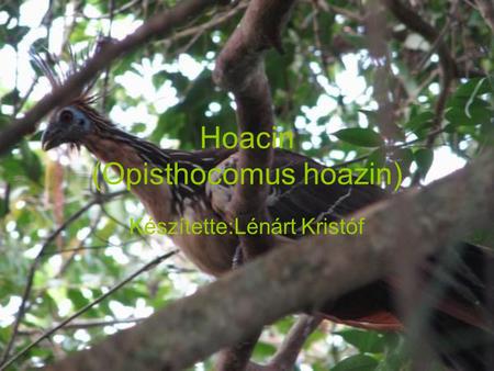Hoacin (Opisthocomus hoazin) Készítette:Lénárt Kristóf.