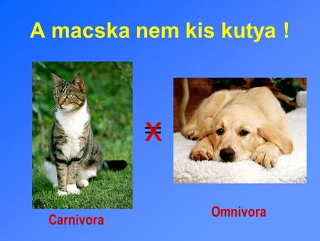 x = A macska nem kis kutya ! Omnivora Carnivora Carnivora - húsevő