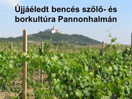 Újjáéledt bencés szőlő- és borkultúra Pannonhalmán