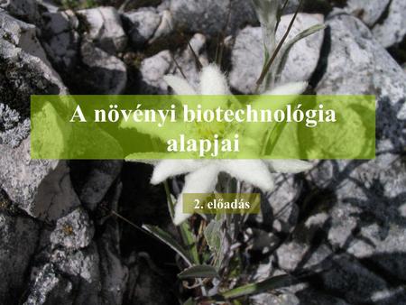 A növényi biotechnológia alapjai