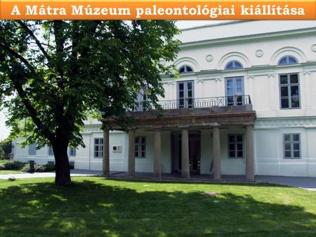 A Mátra Múzeum paleontológiai kiállítása. Mezozoikum - TRIÁSZ.