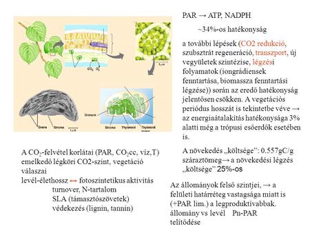 PAR → ATP, NADPH ~34%-os hatékonyság