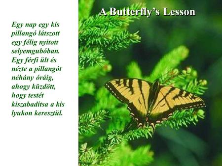 A Butterfly’s Lesson Egy nap egy kis pillangó látszott egy félig nyitott selyemgubóban. Egy férfi ült és nézte a pillangót néhány óráig, ahogy küzdött,