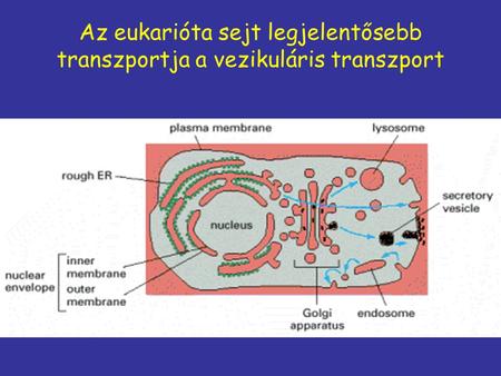 Az eukarióta sejt legjelentősebb transzportja a vezikuláris transzport