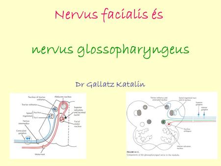 nervus glossopharyngeus