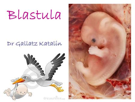 Blastula Dr Gallatz Katalin.