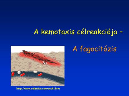 A kemotaxis célreakciója – A fagocitózis