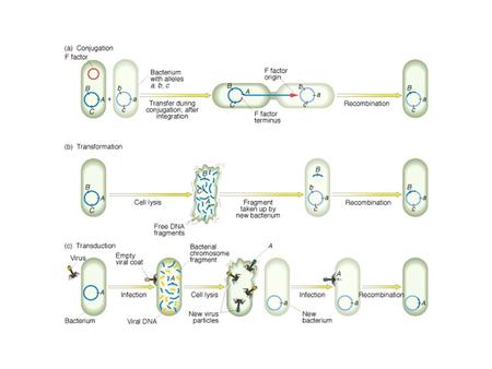 Transzdukció Bakteriofágok közvetítte genetikai információ csere