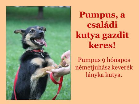 Pumpus, a családi kutya gazdit keres!
