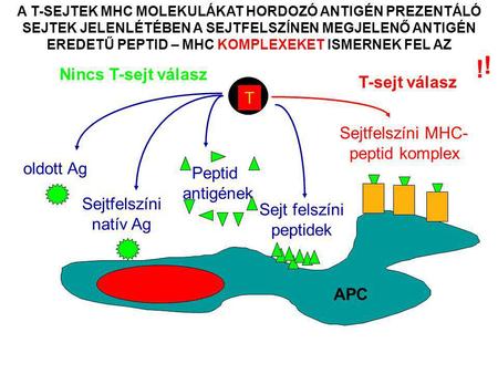 Sejtfelszíni MHC-peptid komplex
