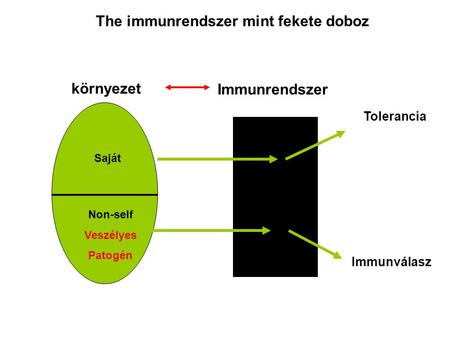 Környezet Saját Non-self Veszélyes Patogén Immunrendszer Tolerancia Immunválasz The immunrendszer mint fekete doboz.