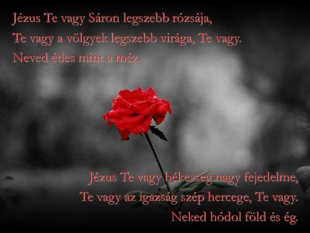 Jézus Te vagy Sáron legszebb rózsája,