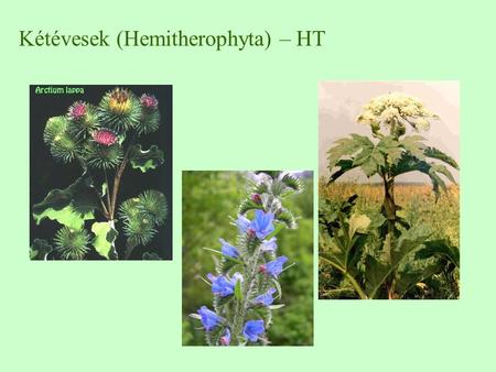 Kétévesek (Hemitherophyta) – HT