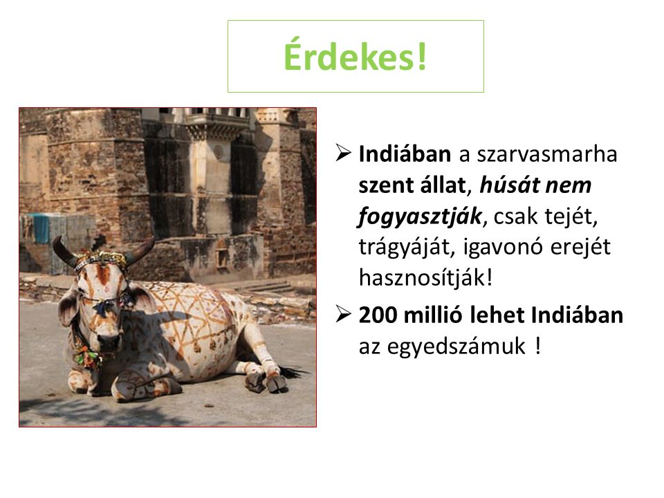 Érdekes! Indiában a szarvasmarha szent állat, húsát nem fogyasztják, csak tejét, trágyáját, igavonó erejét hasznosítják!