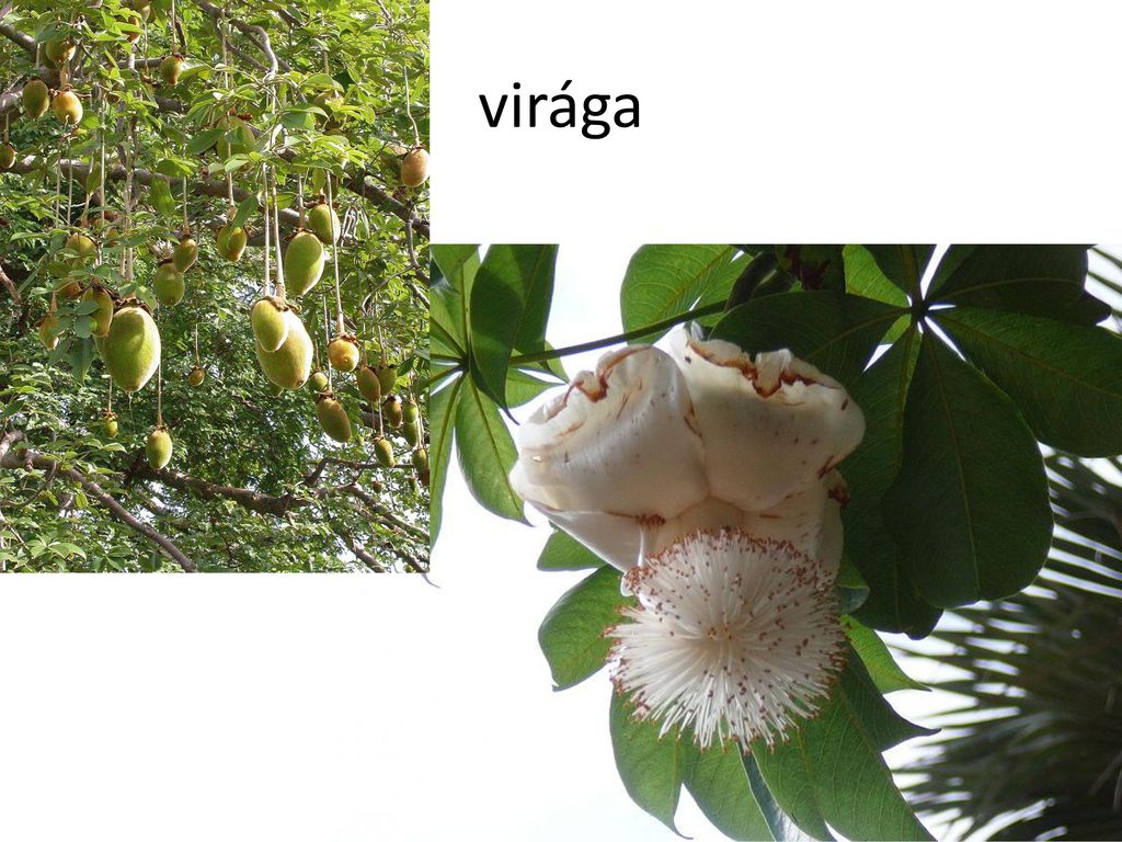 virága majomkenyérfa termése