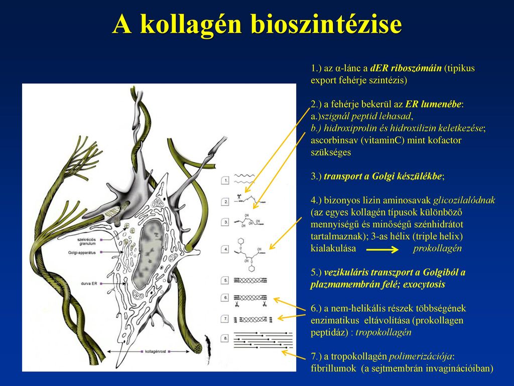 A kollagén bioszintézise