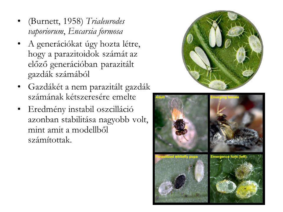 (Burnett, 1958) Trialeurodes vaporiorum, Encarsia formosa