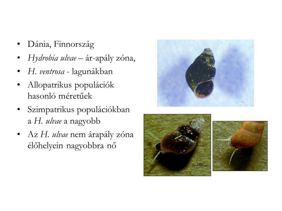 Dánia, Finnország Hydrobia ulvae – ár-apály zóna, H. ventrosa - lagunákban. Allopatrikus populációk hasonló méretűek.