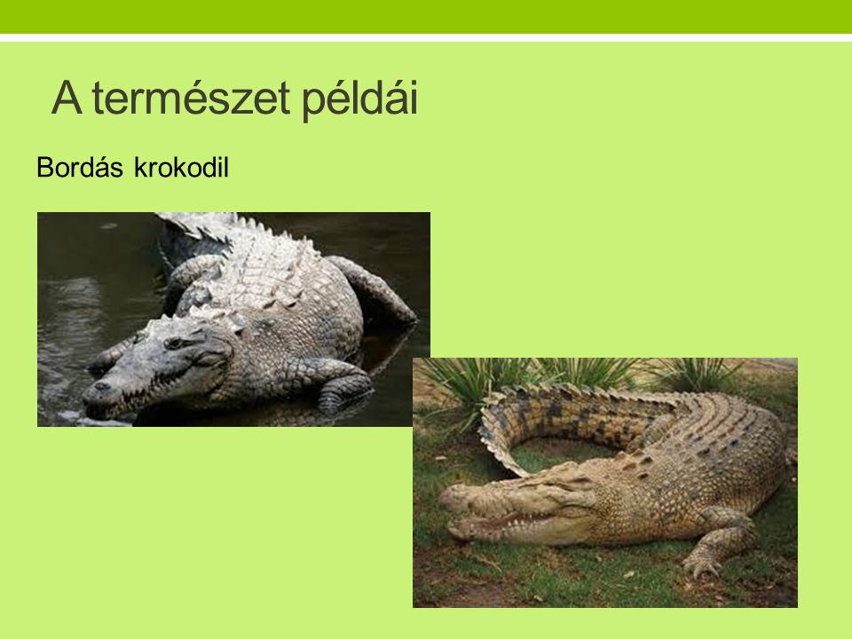 A természet példái Bordás krokodil