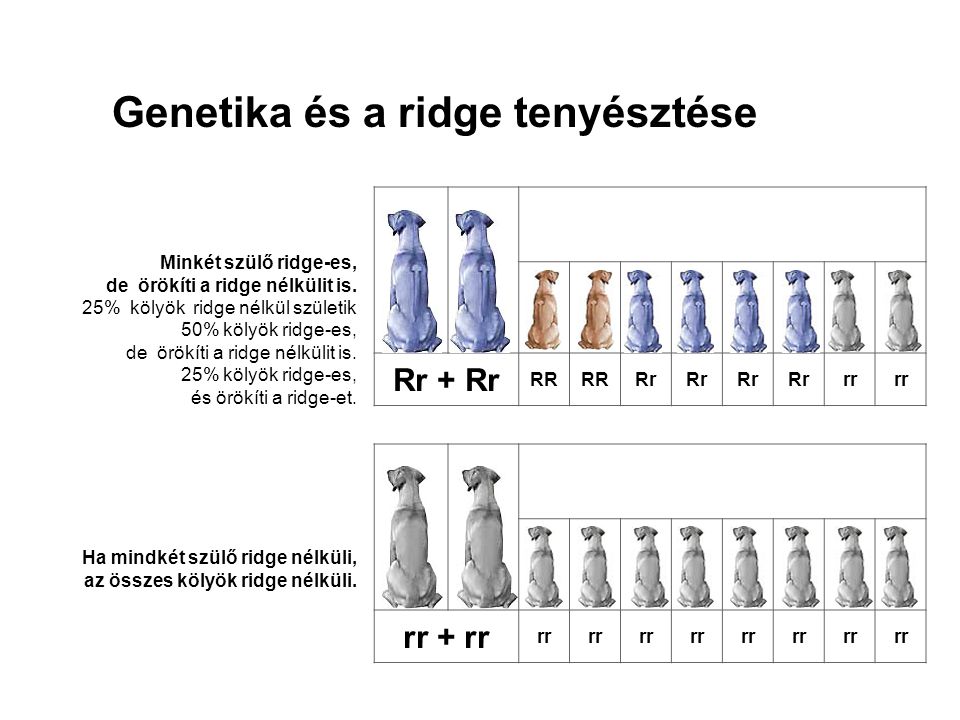Genetika és a ridge tenyésztése