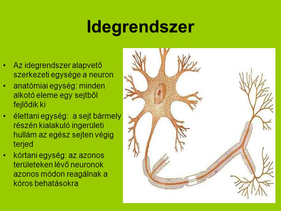 Idegrendszer Az idegrendszer alapvető szerkezeti egysége a neuron